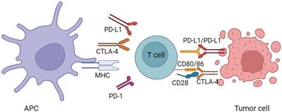 Immunotherapy-associated cardiovascular toxicities: insights from preclinical and clinical studies